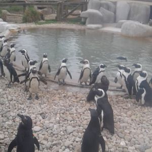 African penguins