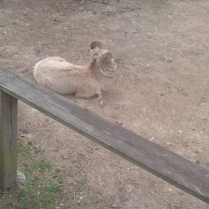 Bighorn sheep