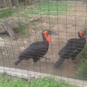 Southern ground hornbills