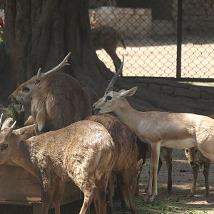 Hog deer and chinkara feeding - Lahore zoo 8/4/2017