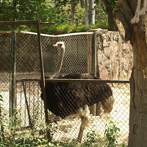 Ostrich - Lahore zoo 8/4/2017