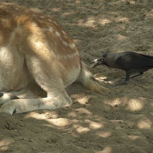 Crow feeding off fallow deer - Lahore zoo 8/4/2017