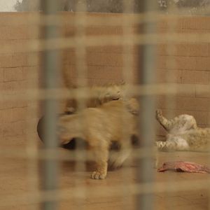 Lion clubs playing - Lahore zoo 8/4/2017