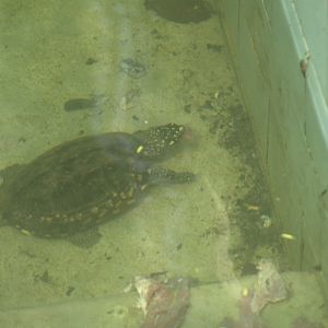 Spotted pond turtle - Lahore zoo 8/4/2017