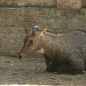 Nilgai - Lahore zoo 8/4/2017