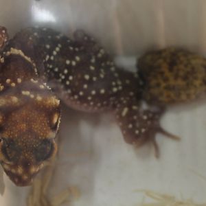 Underwoodisaurus milii