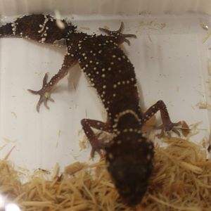 Underwoodisaurus milii