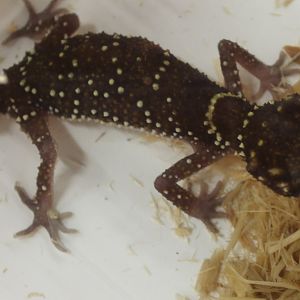 Underwoodisaurus milii