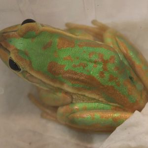 IMG_6946 Litoria aurea