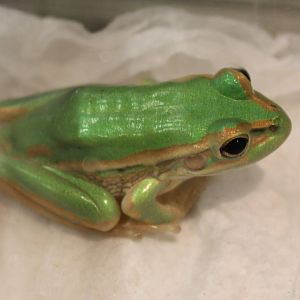 Litoria aurea