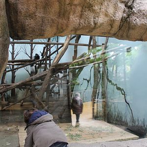 Indoor-guereza-enclosure