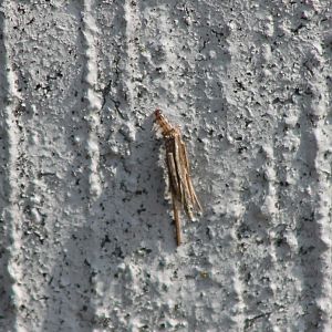 Bagworm moth - Psyche casta