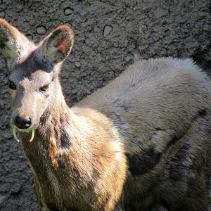 Siberian musk deer