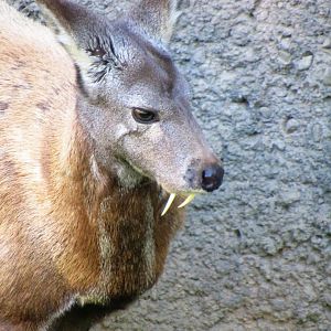 Siberian musk deer