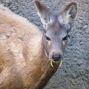 Siberian musk deer