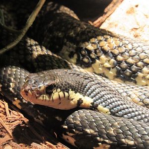 Madagascar hognose snake