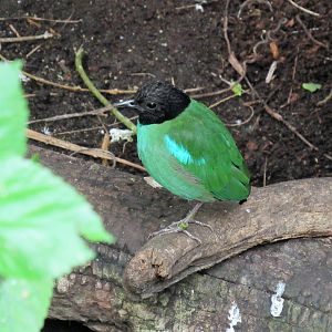 Hooded pitta