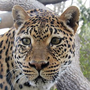 African leopard, Sita