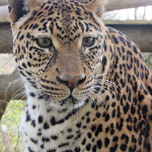 African leopard, Sita
