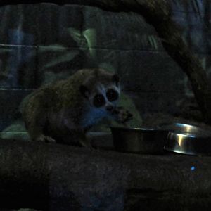 Pygmy slow loris