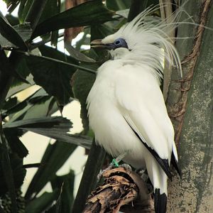 Bali mynah