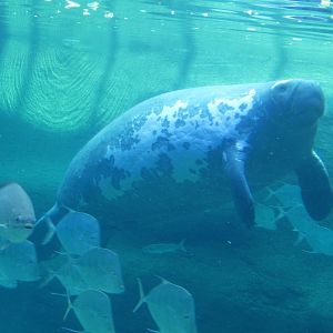 Stubby, Florida manatee