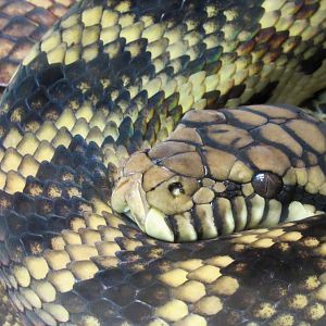 Scrub/amethystine python