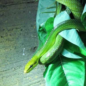 Red-tailed green rat snake