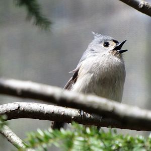 Tufted titmouse