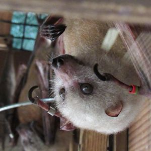 Little golden mantled flying fox