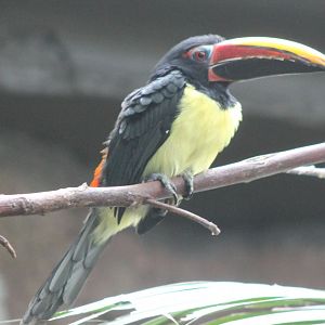 Green aracari