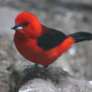 Brazilian tanager