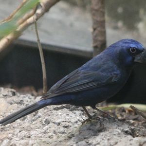 Ultramarine grosbeak