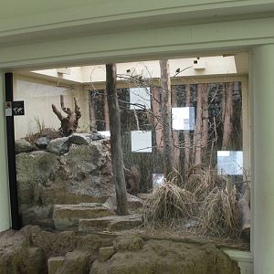 Aviary Red-faced parrot-finch