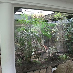 Aviary Shama and Avadavat