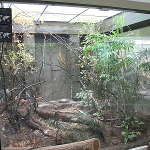 Aviary Shama - Avadavat