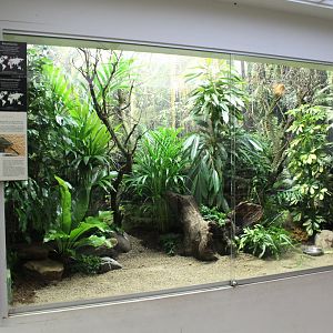 Enclosure White-eye - Cordon-blue