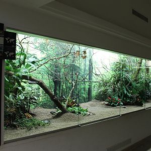 Enclosure Goldie's lorikeet - Painted quail