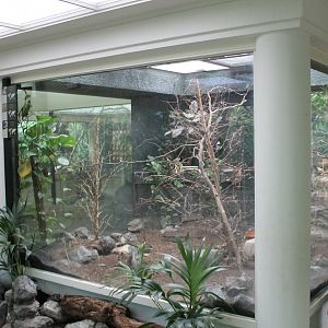 Aviary Australian finches