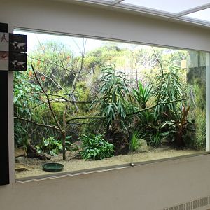 Enclosure Bulbul - Estrild