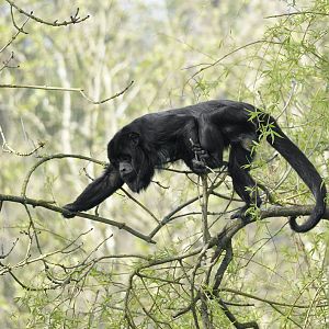 Black howler male