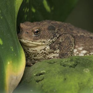 Toad in Reptile Tropics
