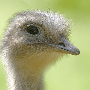 Darwin's rhea