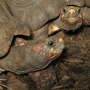 Red-footed tortoises