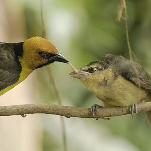 Black-necked weaver male feeding chick