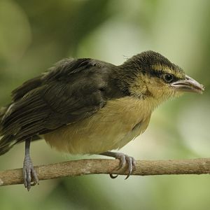 Black-necked weaver fledgling