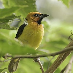 Black-necked weaver male