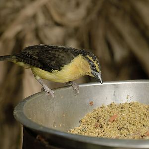 Black-necked weaver female