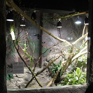Enclosure Chinese water dragon