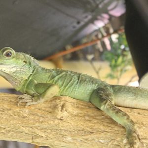 Chinese water dragon